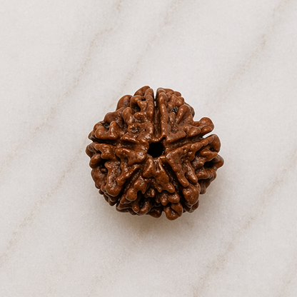 Original 5 Mukhi Rudraksha Nepali – Kalagni Rudra Protection & Peace Bead (Without Cap / Golden Cap / White Cap)