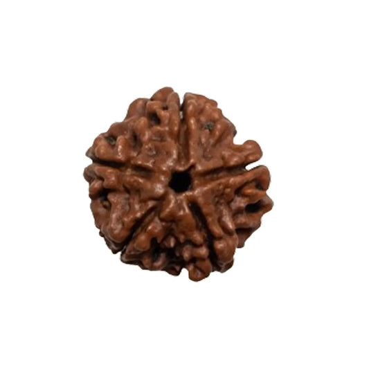 Original 5 Mukhi Rudraksha Nepali – Kalagni Rudra Protection & Peace Bead (Without Cap / Golden Cap / White Cap)