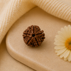 Original 5 Mukhi Rudraksha Nepali – Kalagni Rudra Protection & Peace Bead (Without Cap / Golden Cap / White Cap)