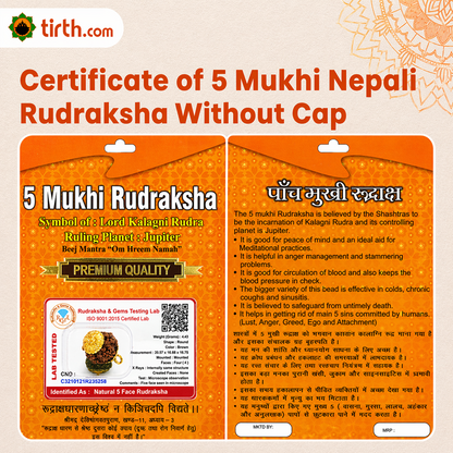 Original 5 Mukhi Rudraksha Nepali – Kalagni Rudra Protection & Peace Bead (Without Cap / Golden Cap / White Cap)