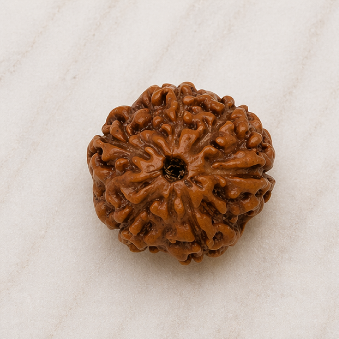 Original 6 Mukhi Rudraksha Java Without Cap – Kartikeya Discipline & Focus Bead