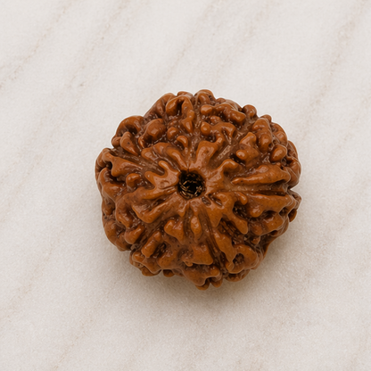 Original 6 Mukhi Rudraksha Java Without Cap – Kartikeya Discipline & Focus Bead