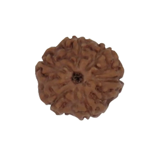 Original 6 Mukhi Rudraksha Java Without Cap – Kartikeya Discipline & Focus Bead