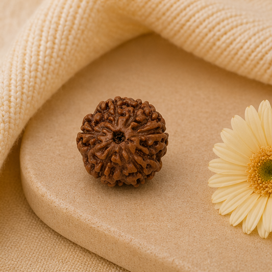 Original 6 Mukhi Rudraksha Java Without Cap – Kartikeya Discipline & Focus Bead