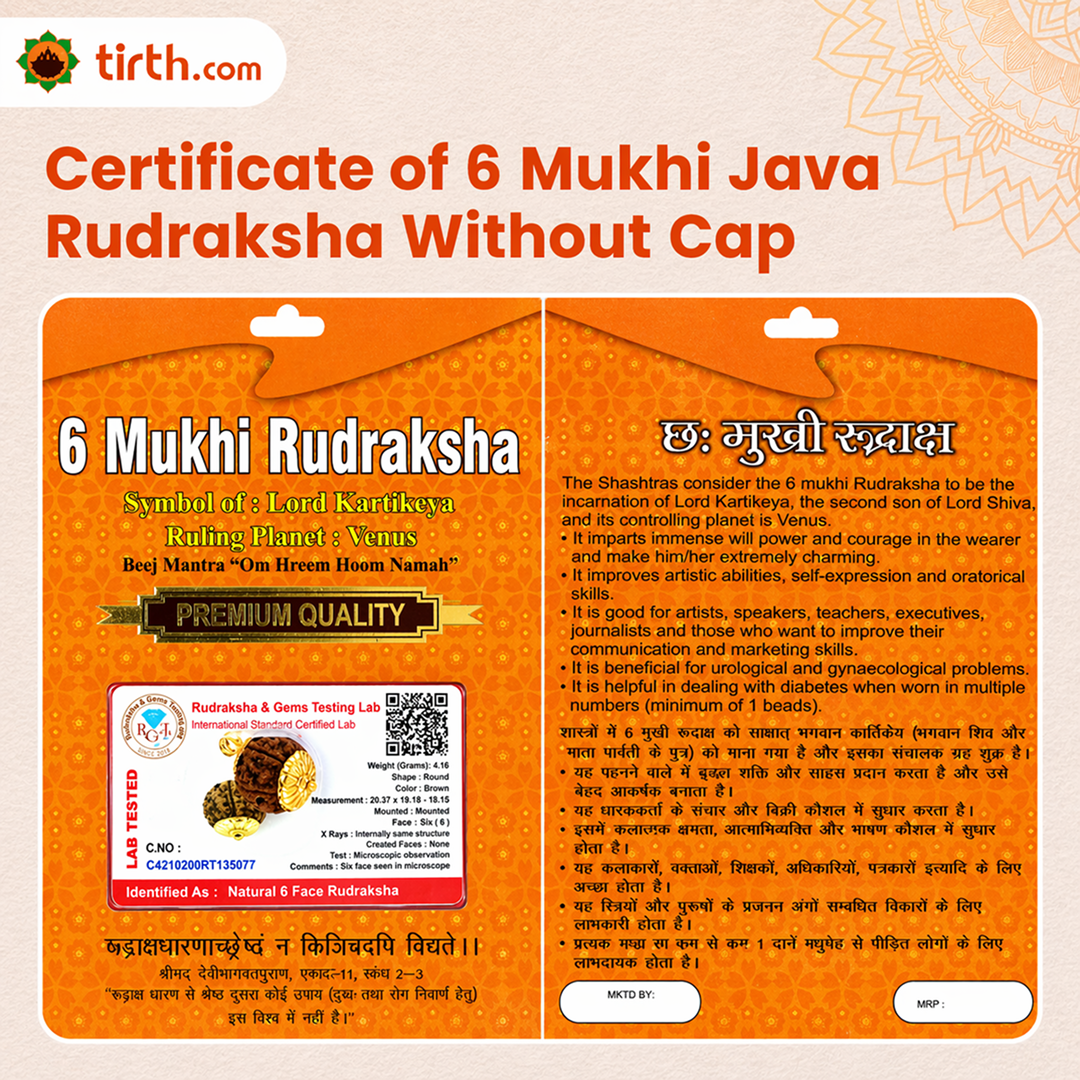 Original 6 Mukhi Rudraksha Java Without Cap – Kartikeya Discipline & Focus Bead