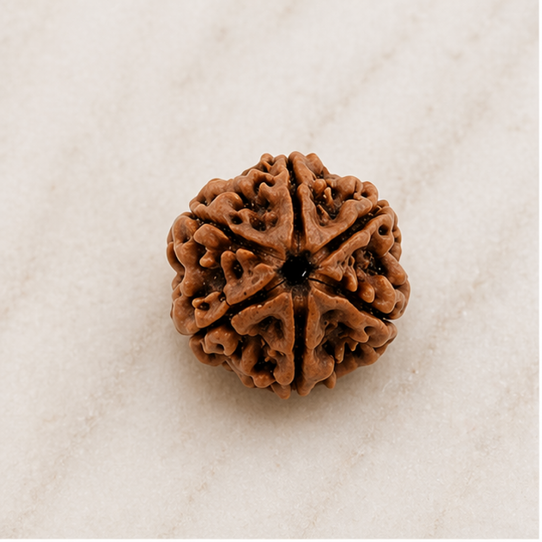 Original 6 Mukhi Rudraksha Nepali – Kartikeya Focus & Discipline Bead (Without Cap / Golden Cap / White Cap)