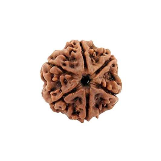 Original 6 Mukhi Rudraksha Nepali – Kartikeya Focus & Discipline Bead (Without Cap / Golden Cap / White Cap)