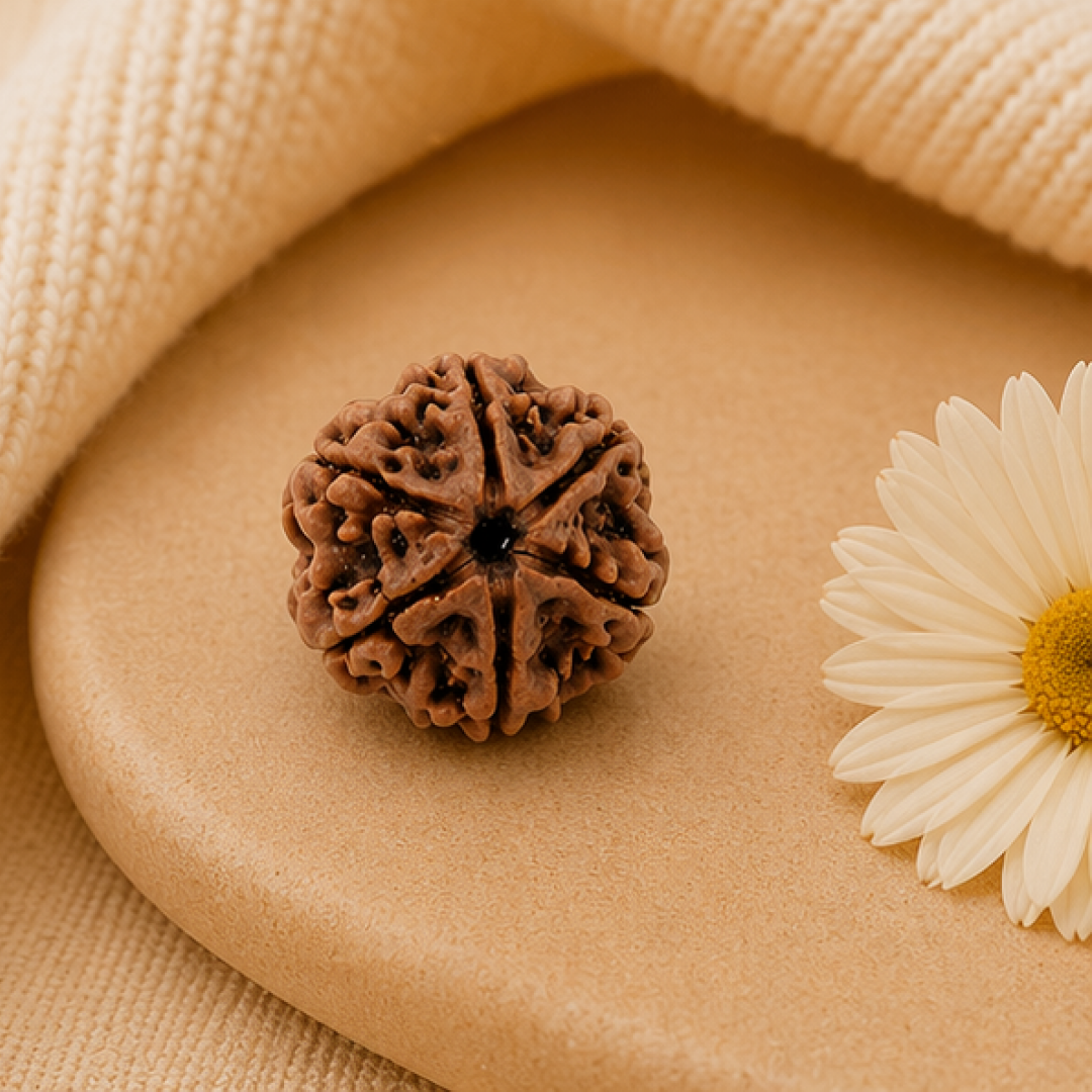 Original 6 Mukhi Rudraksha Nepali – Kartikeya Focus & Discipline Bead (Without Cap / Golden Cap / White Cap)