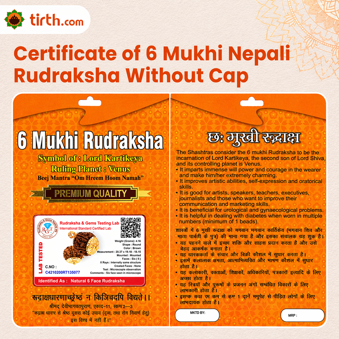 Original 6 Mukhi Rudraksha Nepali – Kartikeya Focus & Discipline Bead (Without Cap / Golden Cap / White Cap)