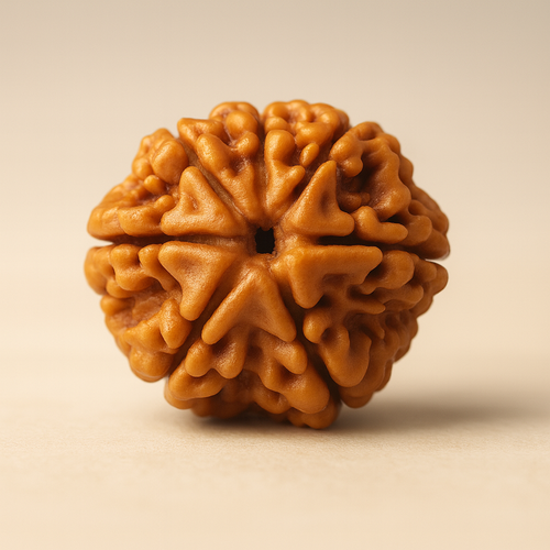 Tirth 6 Mukhi Rudraksha – Willpower, Discipline & Success | Kartikeya Courage Bead
