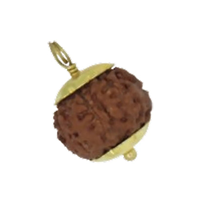 Original 7 Mukhi Rudraksha Java – Mahalakshmi Prosperity Bead (Without Cap / Golden Cap / White Cap)