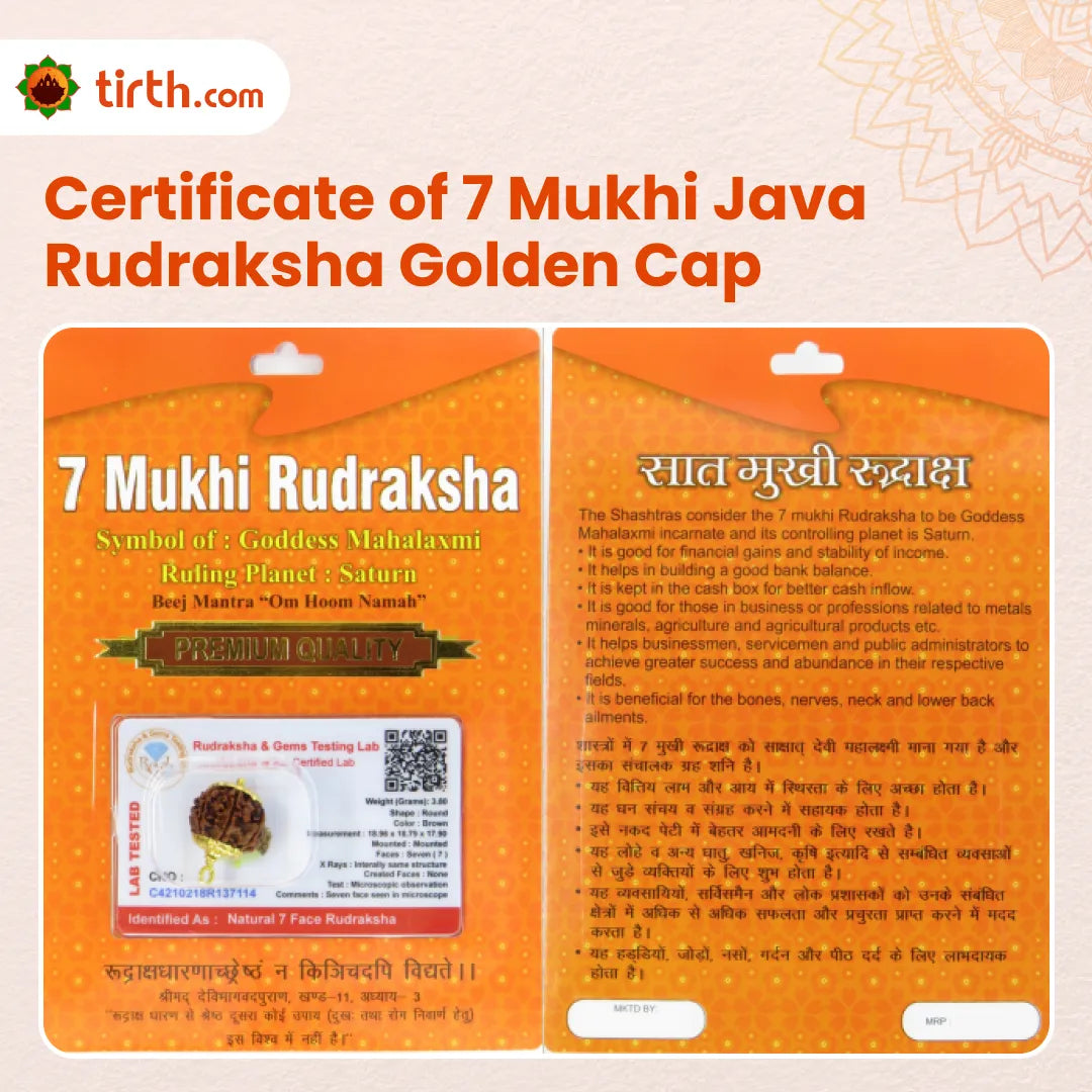Original 7 Mukhi Rudraksha Java – Mahalakshmi Prosperity Bead (Without Cap / Golden Cap / White Cap)