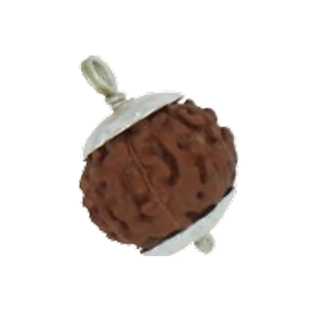 Original 7 Mukhi Rudraksha Java – Mahalakshmi Prosperity Bead (Without Cap / Golden Cap / White Cap)