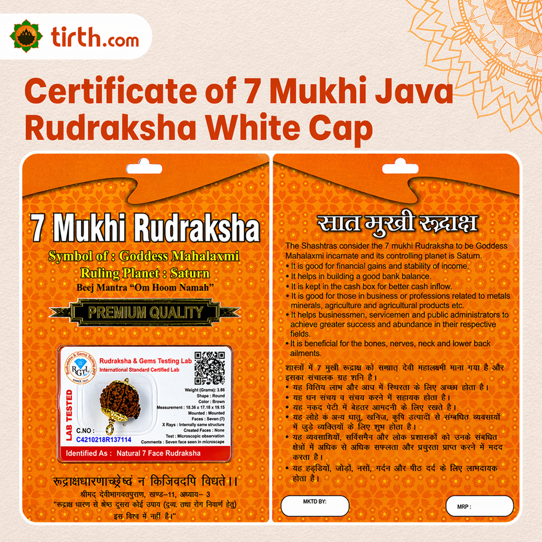 Original 7 Mukhi Rudraksha Java – Mahalakshmi Prosperity Bead (Without Cap / Golden Cap / White Cap)
