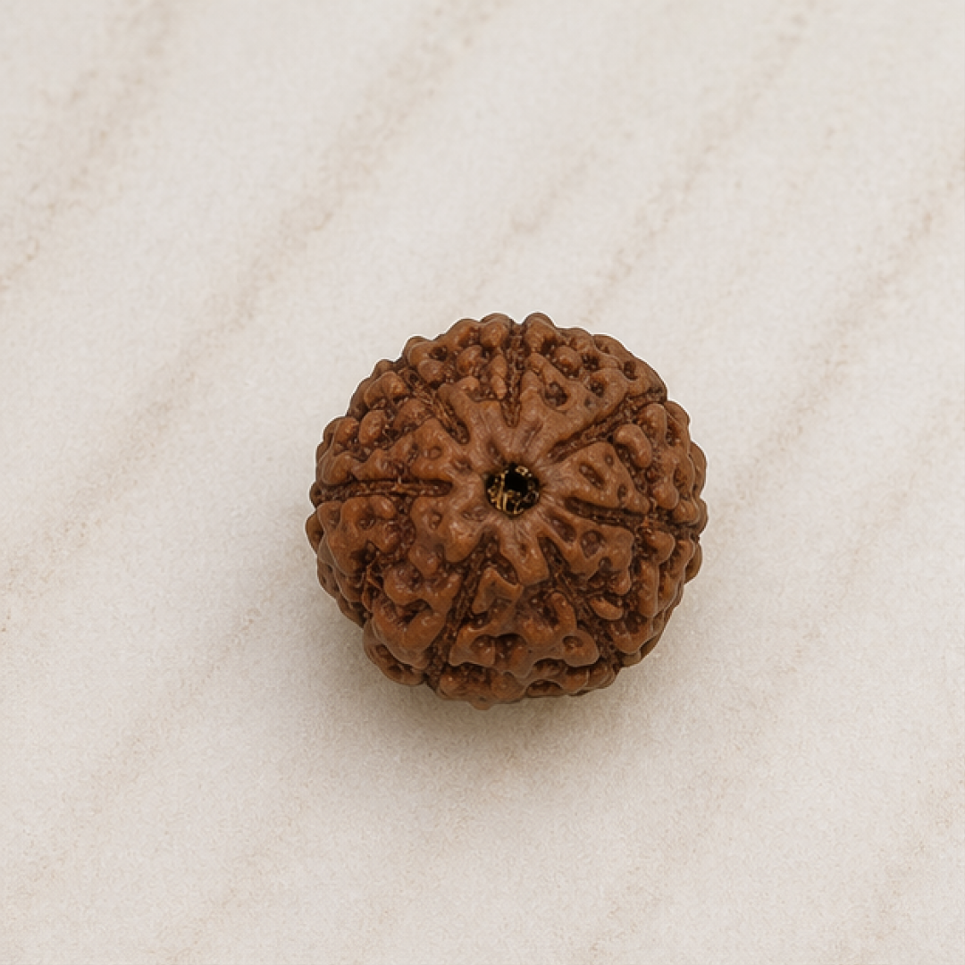 Original 7 Mukhi Rudraksha Java – Mahalakshmi Prosperity Bead (Without Cap / Golden Cap / White Cap)