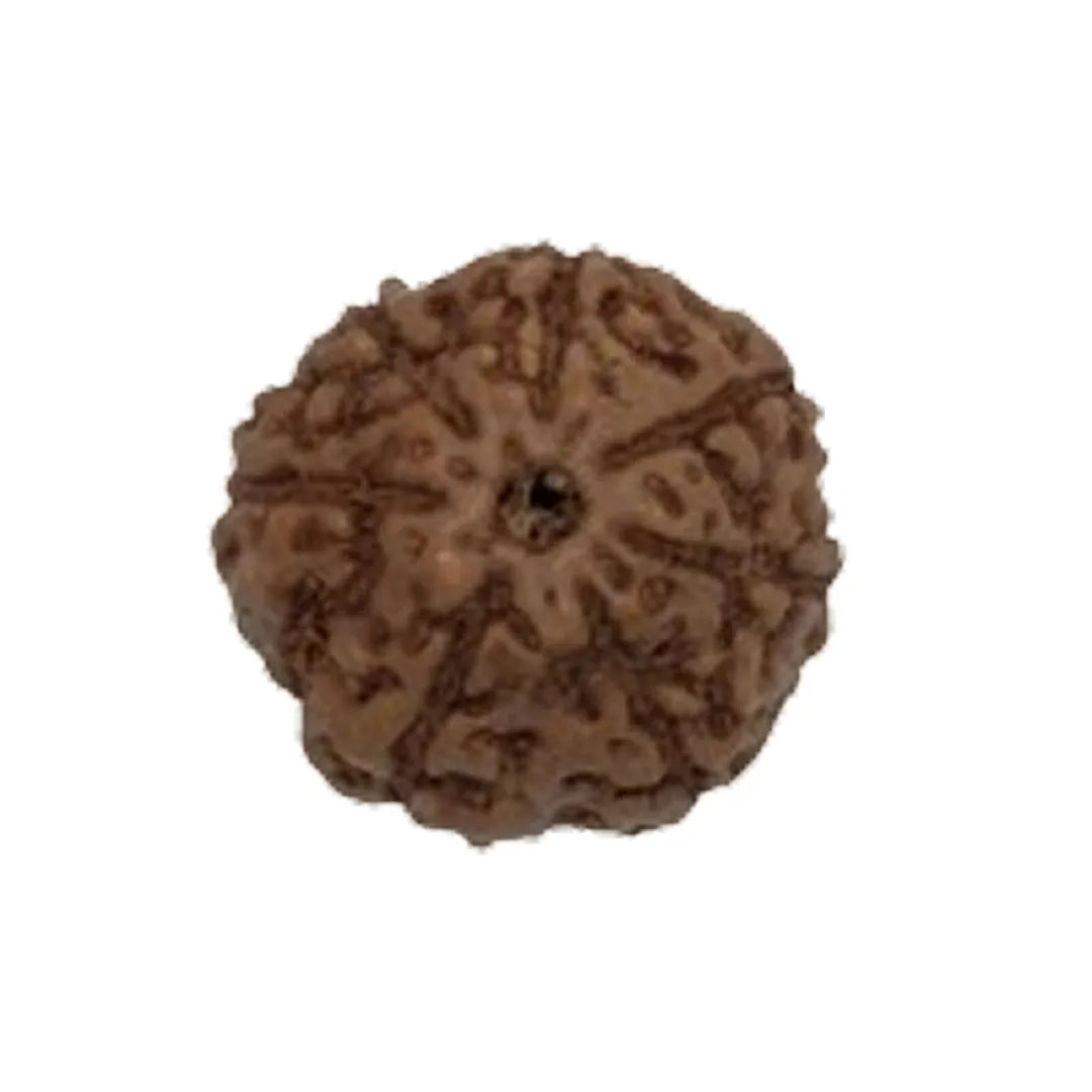 Original 7 Mukhi Rudraksha Java – Mahalakshmi Prosperity Bead (Without Cap / Golden Cap / White Cap)