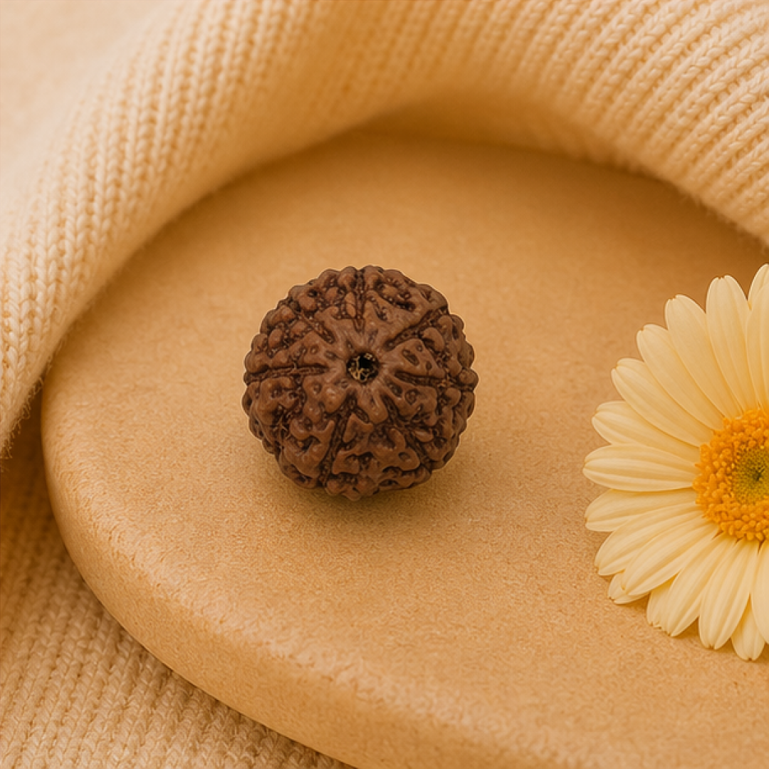 Original 7 Mukhi Rudraksha Java – Mahalakshmi Prosperity Bead (Without Cap / Golden Cap / White Cap)