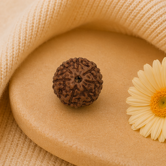 Original 7 Mukhi Rudraksha Java – Mahalakshmi Prosperity Bead (Without Cap / Golden Cap / White Cap)
