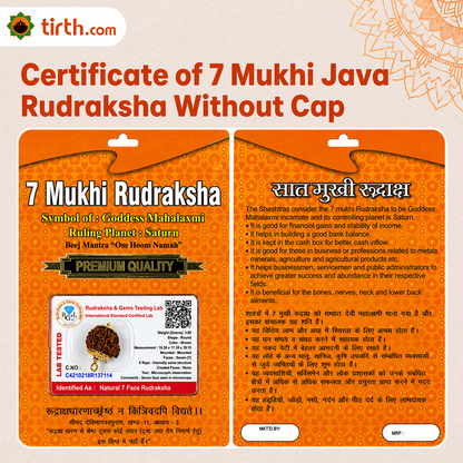 Original 7 Mukhi Rudraksha Java – Mahalakshmi Prosperity Bead (Without Cap / Golden Cap / White Cap)