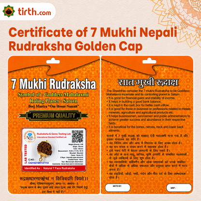 Original 7 Mukhi Rudraksha Nepali – Mahalakshmi Prosperity & Stability Bead (Without Cap / Golden Cap / White Cap)