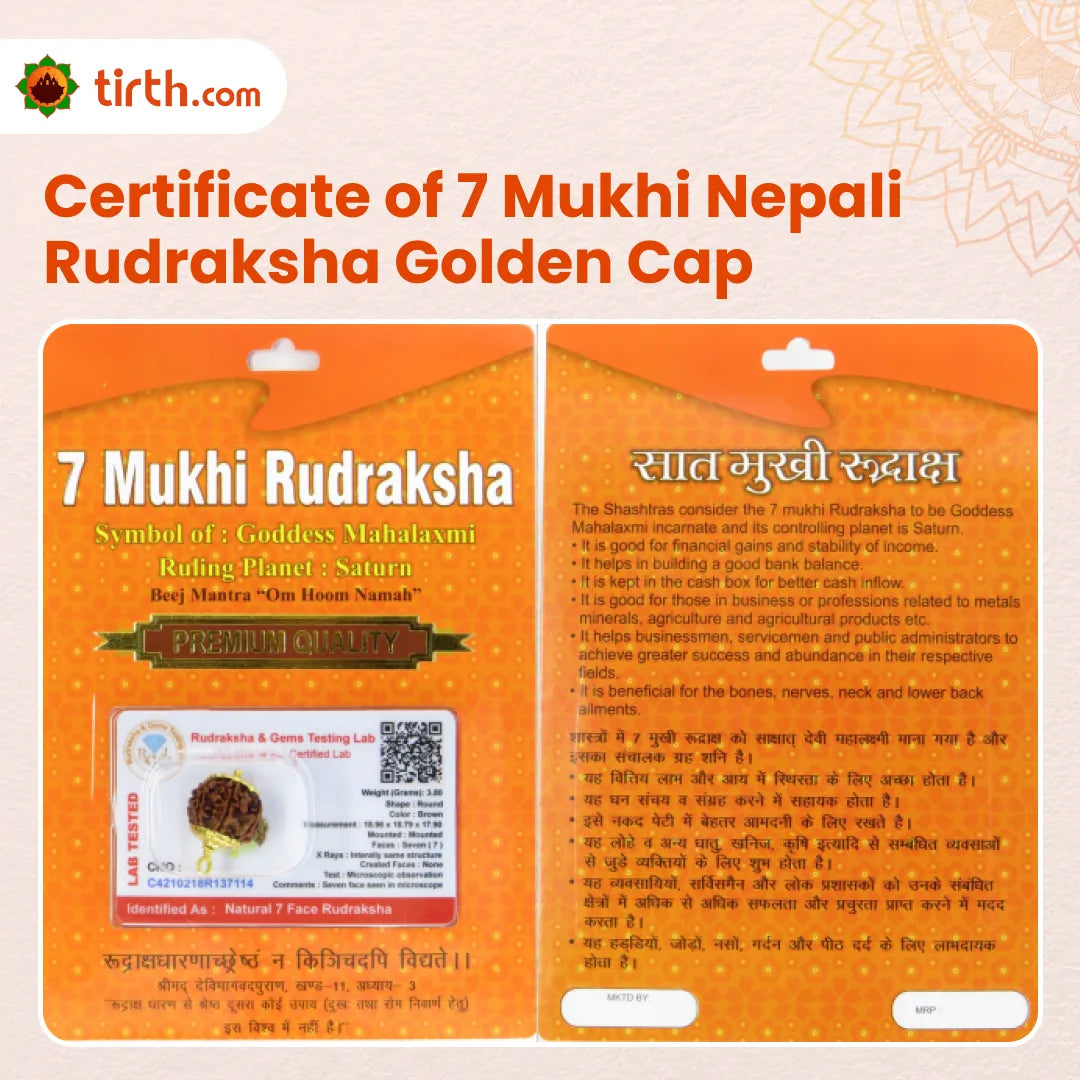 Original 7 Mukhi Rudraksha Nepali – Mahalakshmi Prosperity & Stability Bead (Without Cap / Golden Cap / White Cap)