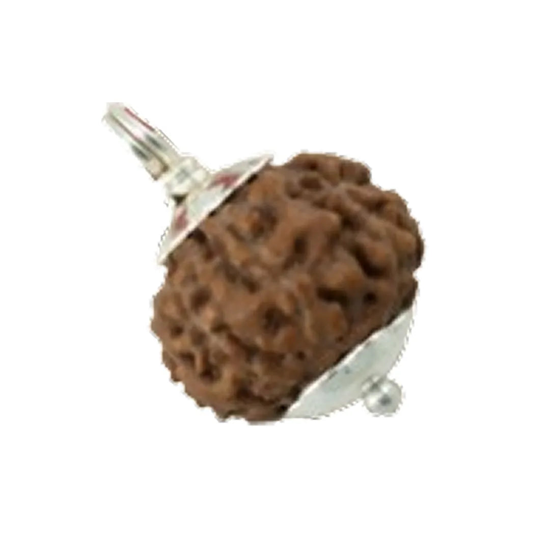 Original 7 Mukhi Rudraksha Nepali – Mahalakshmi Prosperity & Stability Bead (Without Cap / Golden Cap / White Cap)