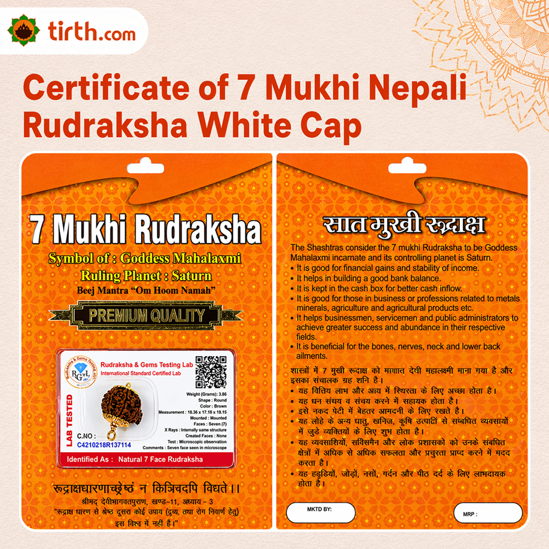 Original 7 Mukhi Rudraksha Nepali – Mahalakshmi Prosperity & Stability Bead (Without Cap / Golden Cap / White Cap)
