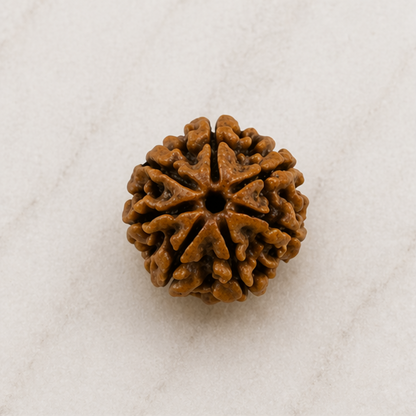 Original 7 Mukhi Rudraksha Nepali – Mahalakshmi Prosperity & Stability Bead (Without Cap / Golden Cap / White Cap)