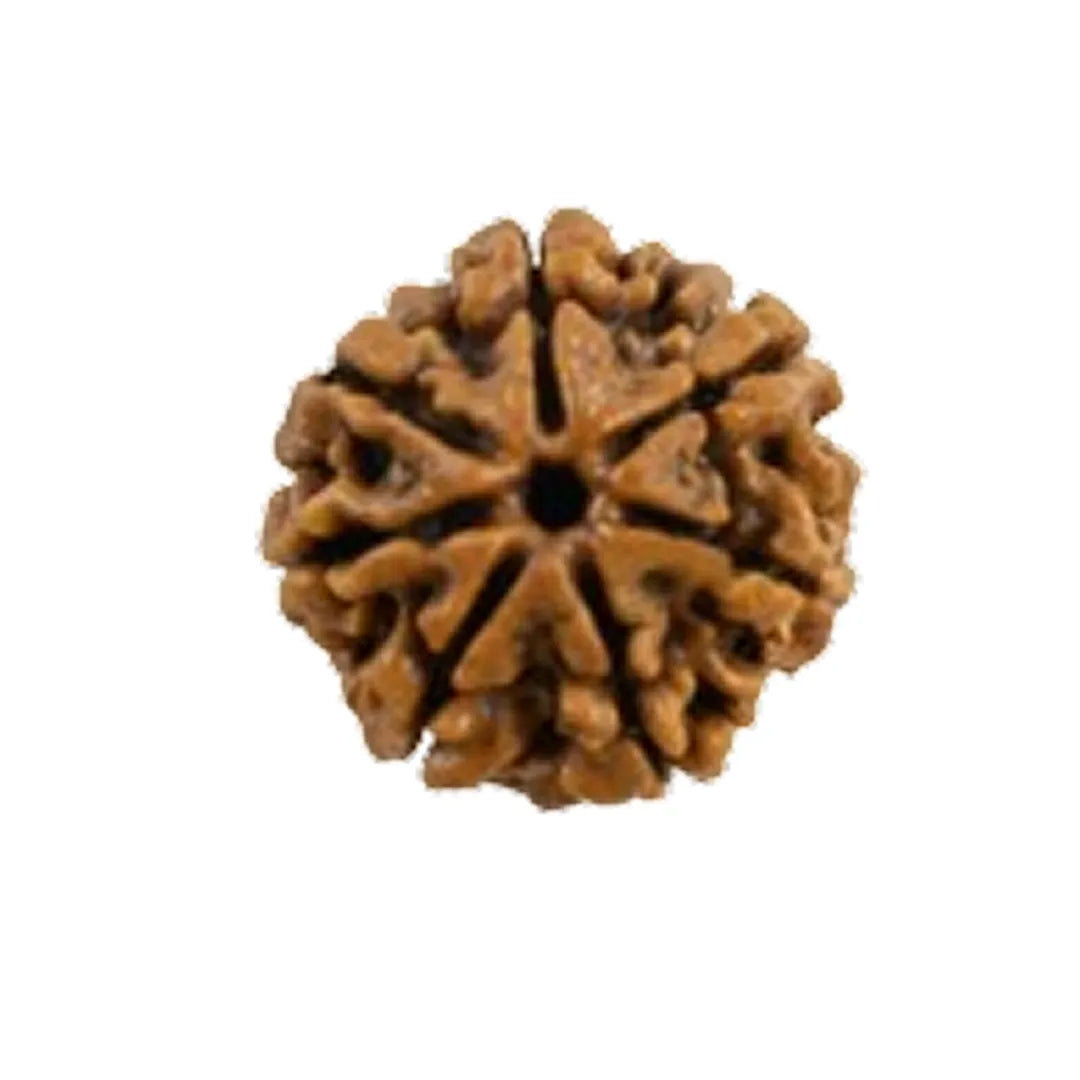 Original 7 Mukhi Rudraksha Nepali – Mahalakshmi Prosperity & Stability Bead (Without Cap / Golden Cap / White Cap)