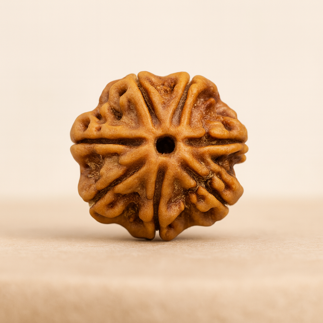 Tirth 7 Mukhi Rudraksha – Wealth, Prosperity & Career Growth | Lakshmi Blessings Bead