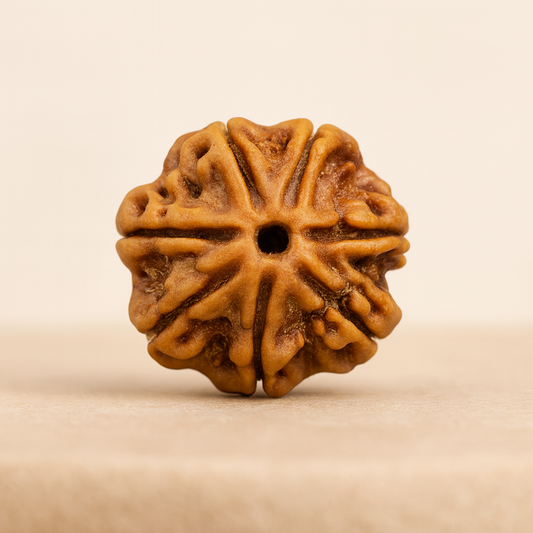 Tirth 7 Mukhi Rudraksha – Wealth, Prosperity & Career Growth | Lakshmi Blessings Bead