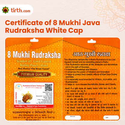 Original 8 Mukhi Rudraksha Java – Vighnaharta Protection Bead (Without Cap / Golden Cap / White Cap)