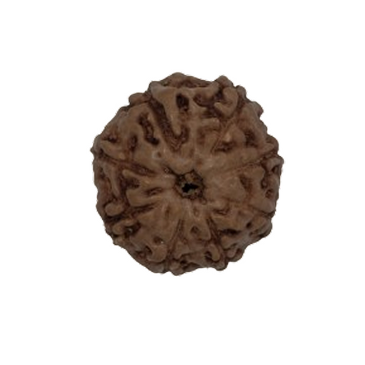Original 8 Mukhi Rudraksha Java – Vighnaharta Protection Bead (Without Cap / Golden Cap / White Cap)