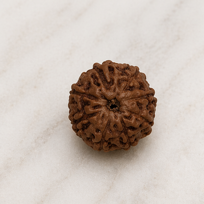 Original 8 Mukhi Rudraksha Java – Vighnaharta Protection Bead (Without Cap / Golden Cap / White Cap)