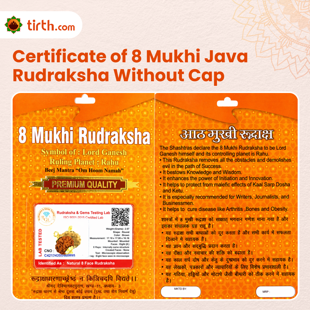 Original 8 Mukhi Rudraksha Java – Vighnaharta Protection Bead (Without Cap / Golden Cap / White Cap)