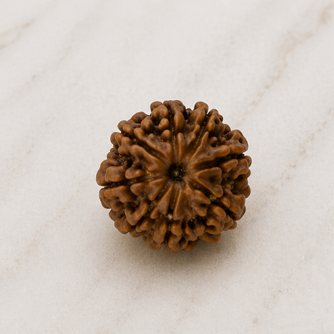 Original 8 Mukhi Rudraksha Nepali Without Cap – Vighnaharta Obstacle Removal Bead