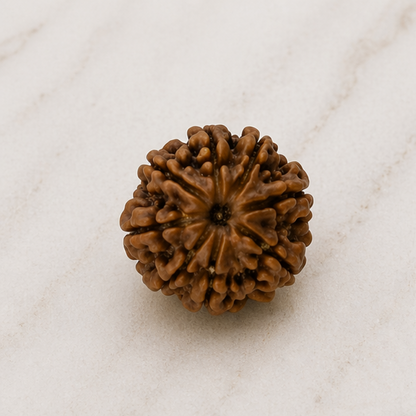 Original 8 Mukhi Rudraksha Nepali Without Cap – Vighnaharta Obstacle Removal Bead