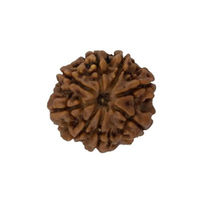 Original 8 Mukhi Rudraksha Nepali Without Cap – Vighnaharta Obstacle Removal Bead