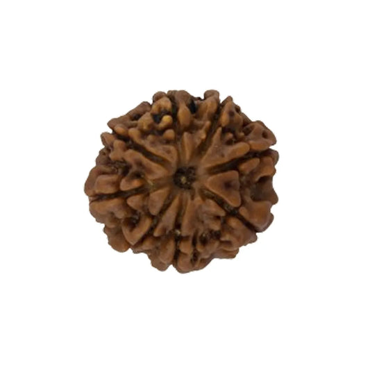 Original 8 Mukhi Rudraksha Nepali Without Cap – Vighnaharta Obstacle Removal Bead
