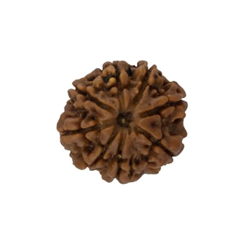 Original 8 Mukhi Rudraksha Nepali Without Cap – Vighnaharta Obstacle Removal Bead
