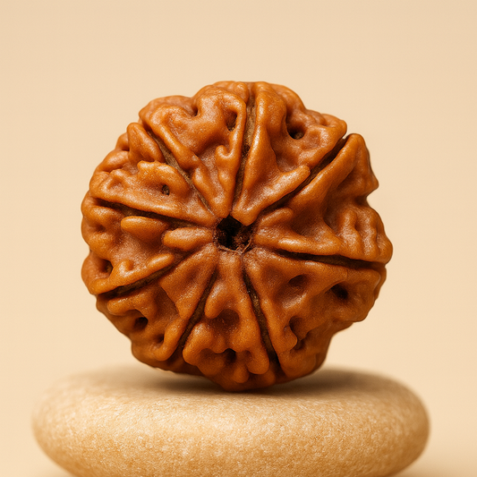 Tirth 8 Mukhi Rudraksha – Obstacle Removal & Success | Ganesha Blessings Divine Bead