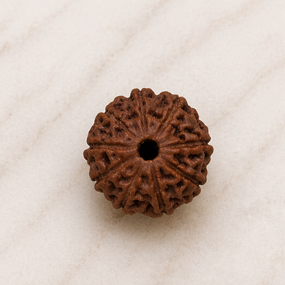 Original 9 Mukhi Rudraksha Java – Navdurga Shakti Energy Bead (Without Cap / Golden Cap / White Cap)