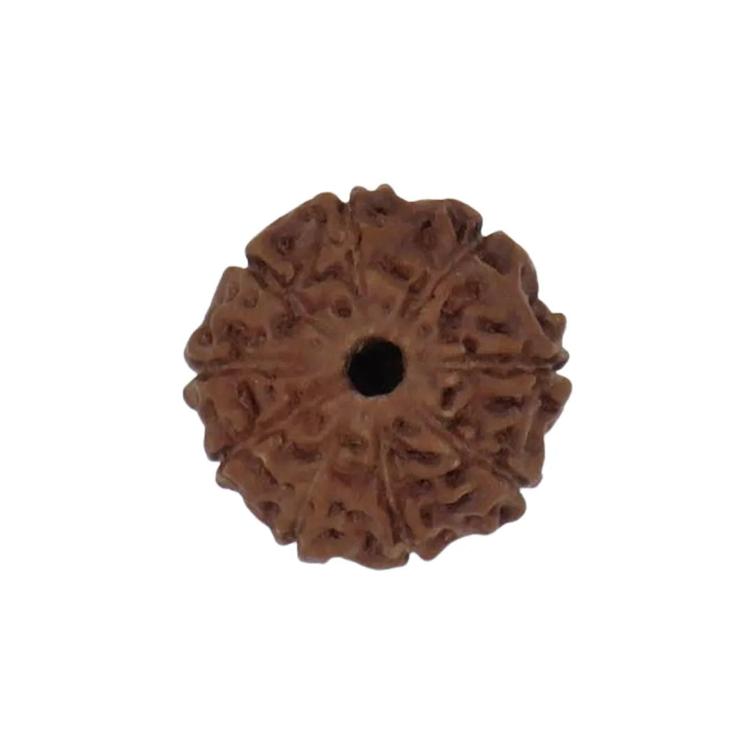 Original 9 Mukhi Rudraksha Java – Navdurga Shakti Energy Bead (Without Cap / Golden Cap / White Cap)