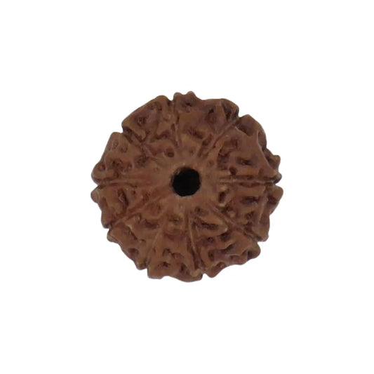 Original 9 Mukhi Rudraksha Java – Navdurga Shakti Energy Bead (Without Cap / Golden Cap / White Cap)
