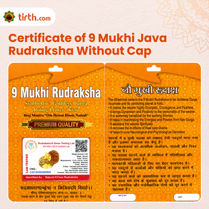 Original 9 Mukhi Rudraksha Java – Navdurga Shakti Energy Bead (Without Cap / Golden Cap / White Cap)