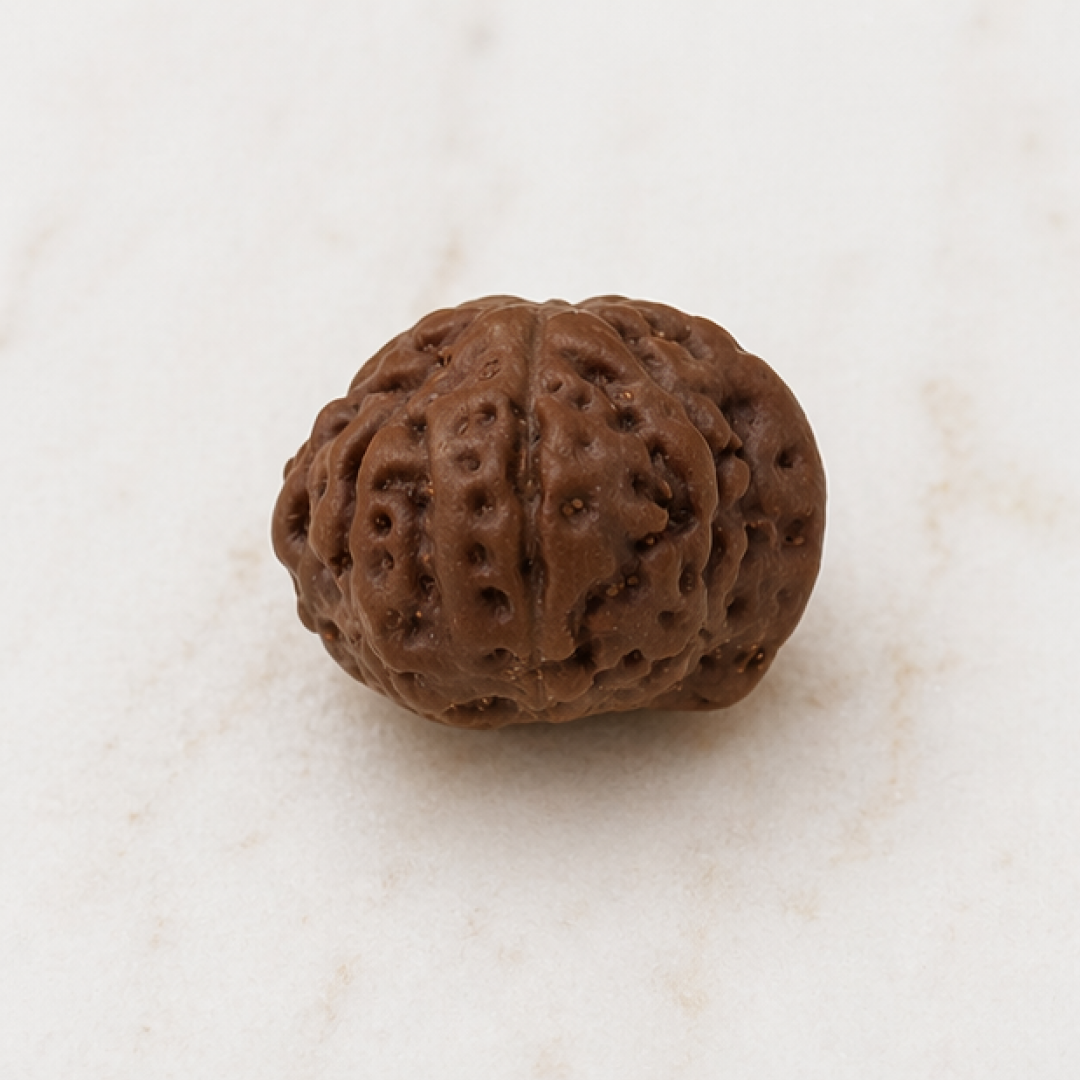 Original Ganesh Rudraksha Java Without Cap – Rare Vighnaharta Bead for Obstacle Removal & Wisdom