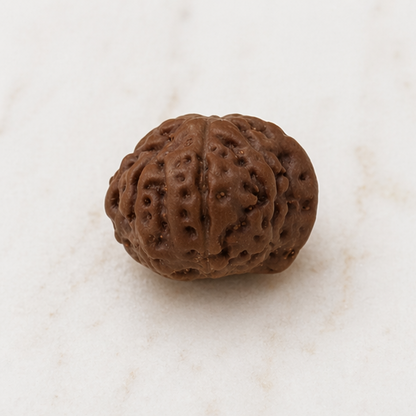 Original Ganesh Rudraksha Java Without Cap – Rare Vighnaharta Bead for Obstacle Removal & Wisdom
