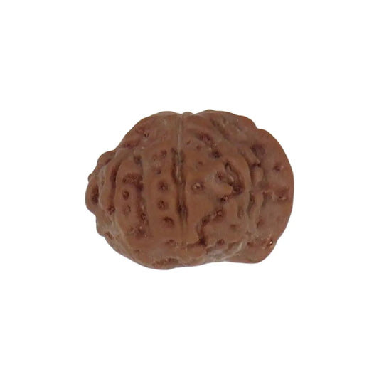 Original Ganesh Rudraksha Java Without Cap – Rare Vighnaharta Bead for Obstacle Removal & Wisdom