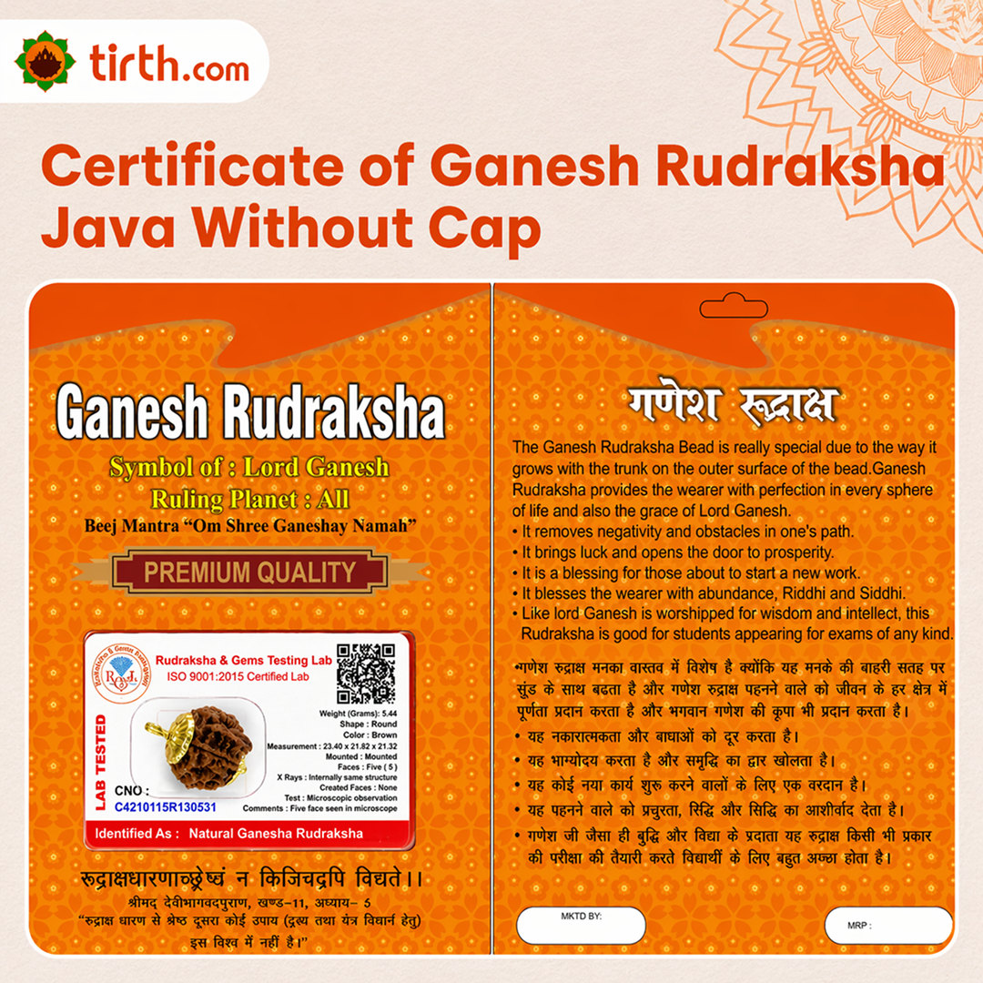 Original Ganesh Rudraksha Java Without Cap – Rare Vighnaharta Bead for Obstacle Removal & Wisdom