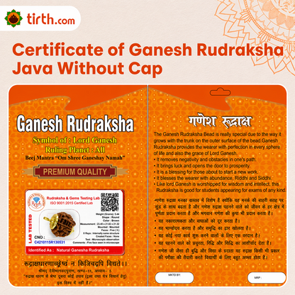 Original Ganesh Rudraksha Java Without Cap – Rare Vighnaharta Bead for Obstacle Removal & Wisdom